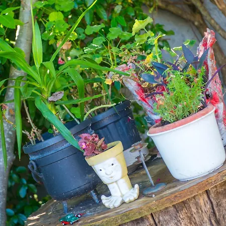 Laura * موستار